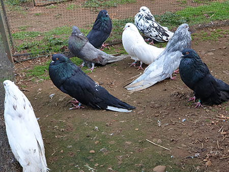 buchon aleman antiguo